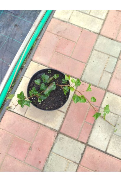 Плющ ірландський - 0,5-3л/вис.15-20см/Ø25-35см